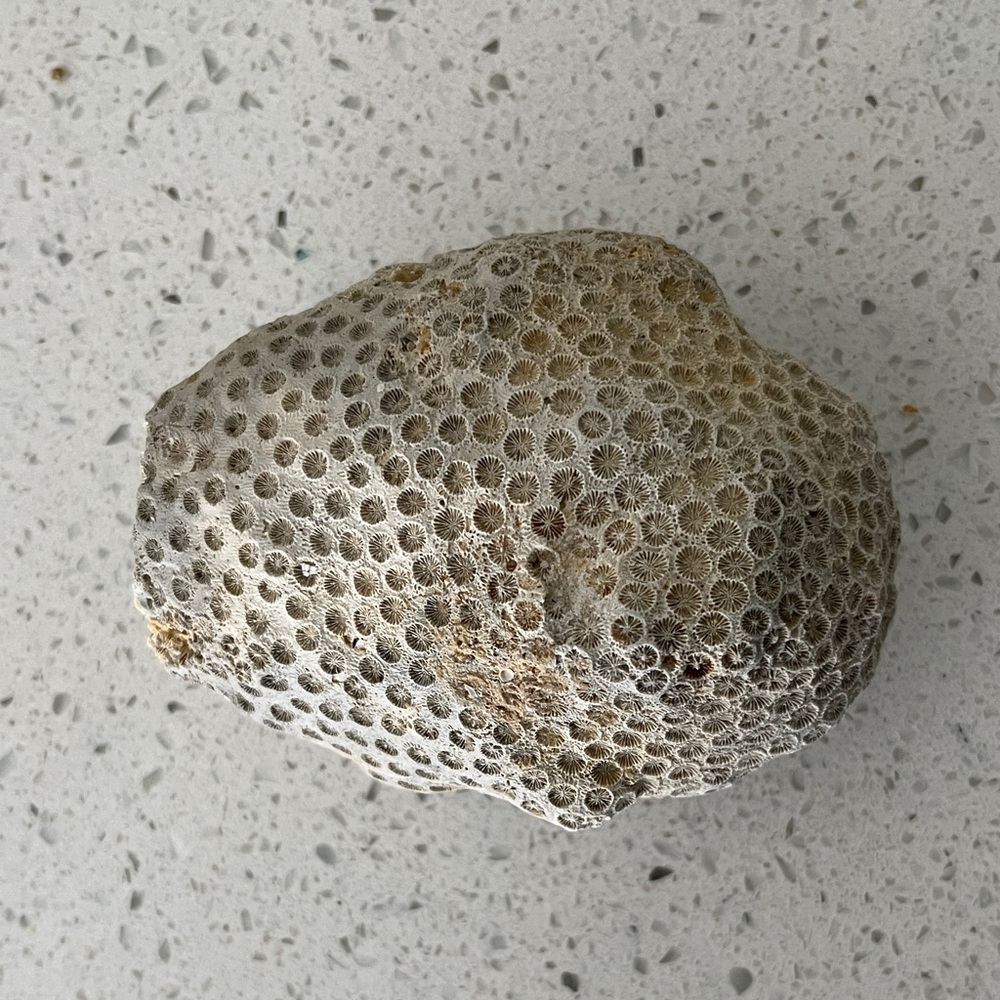 Fossil coral colony Rare find SWFL
